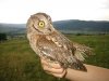 250px-Otus_scops.jpg