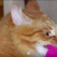 Yancher