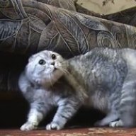 _-_Бешенный Кот_-_