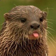 Otter