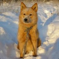 Лайка