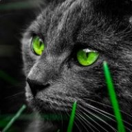 TheMSICat
