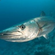 СКРЫТАЯ БАРАКУДА