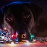 МЕДВЕЖОНОК╰_╯