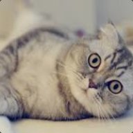 kotik133837