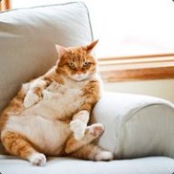 Линивый котяра
